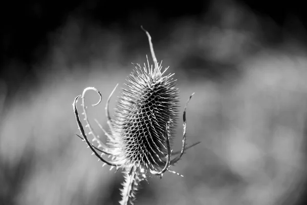 Close Dry Thistle Blurred Background — Stock Photo, Image