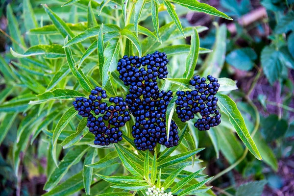 Närbild Sambucus Ebulus Väg Till Citerna Perugia Umbrien Italien — Stockfoto