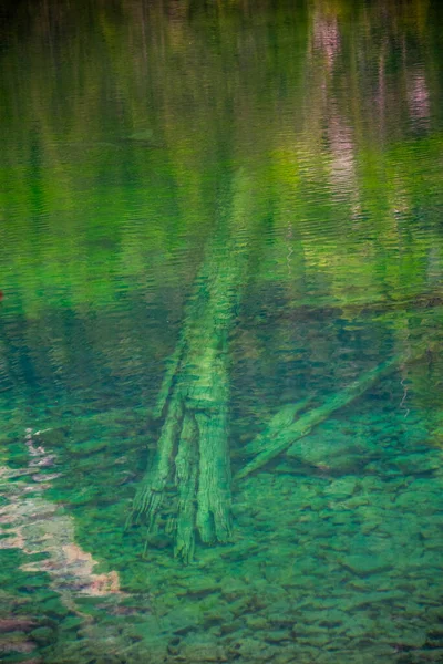 Starověké Kmeny Odpočívají Dně Jezera Tovel Přírodním Parku Adamello Val — Stock fotografie