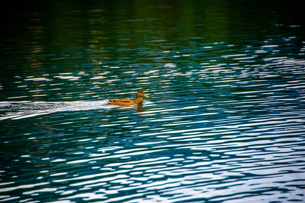 Seekor Bebek Berenang Diam Diam Danau Alpine Tovel Val Non — Stok Foto