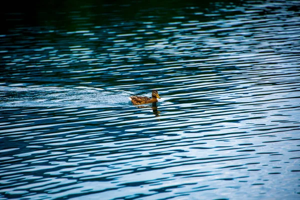 Pato Nada Tranquilamente Lago Alpino Tovel Val Non Trento Italia — Foto de Stock