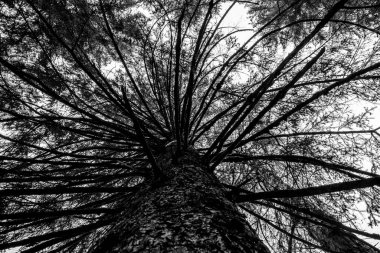 İtalya 'nın Trento kentindeki Valle di Non' da Fondo 'daki Tret Gölü' ne doğru bir çam ağacının altından çekilen siyah beyaz fotoğraf