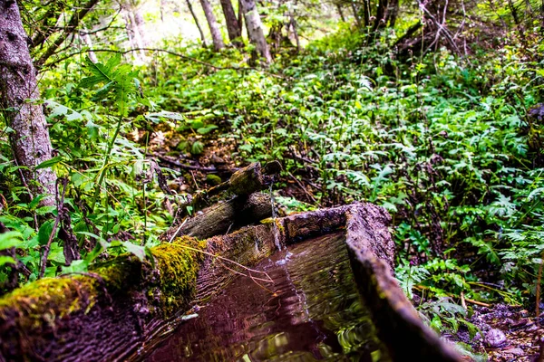 Fonte Madeira Alpina Tronco Cavado Com Água Nascente Lago Tret — Fotografia de Stock