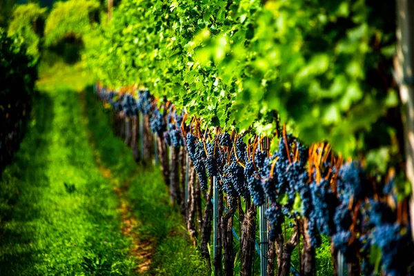 Caule Uva Maduro Pronto Para Colheita Rota Vinho Lago Caldaro — Fotografia de Stock