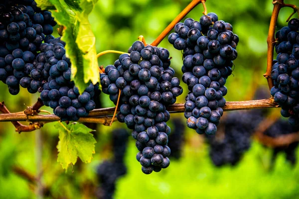Grape Stalk Ripe Ready Harvesting Wine Route Lake Caldaro Bolzano — Stock Photo, Image
