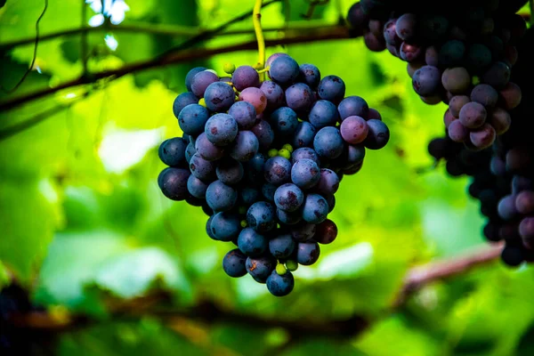 Grape Stalk Ripe Ready Harvesting Wine Route Lake Caldaro Bolzano — Stock Photo, Image