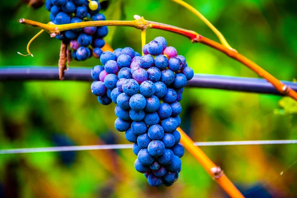 Grape Stalk Ripe Ready Harvesting Wine Route Lake Caldaro Bolzano — Stock Photo, Image