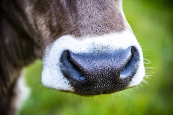 Primer Plano Nariz Una Vaca Monte Altissimo Cerca Del Lago — Foto de Stock