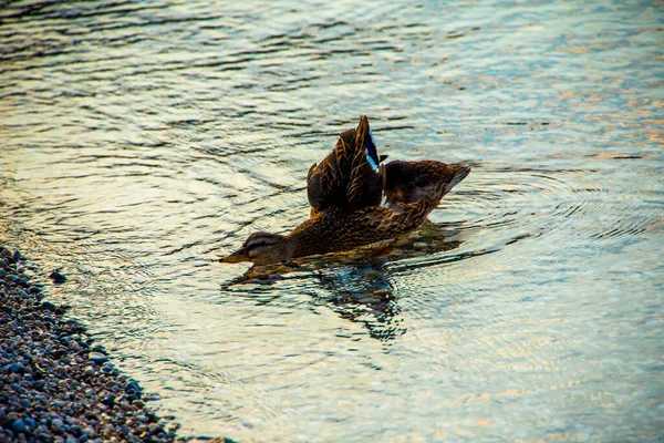 Kachna Klidných Vodách Jezera Garda Riva Del Garda Trento Itálie — Stock fotografie