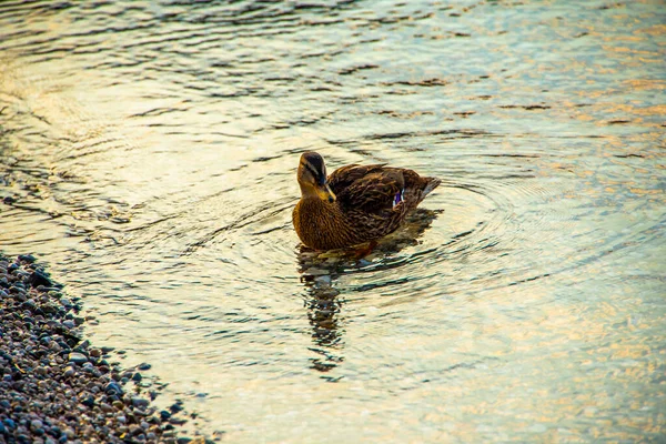 Kachna Klidných Vodách Jezera Garda Riva Del Garda Trento Itálie — Stock fotografie