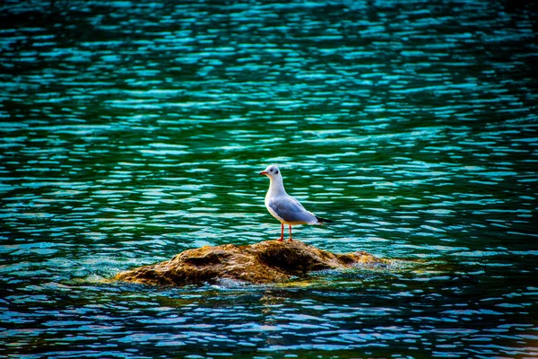 Seagull Small Rock Lake Garda Riva Del Garda Trento Italy — Stock Photo, Image