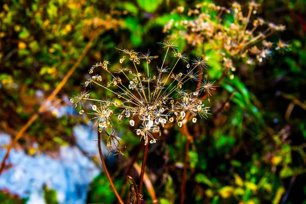 Close Wild Fennel Woods Sorapis Lake Cortina Ampezzo Belluno Italy — Stock Photo, Image