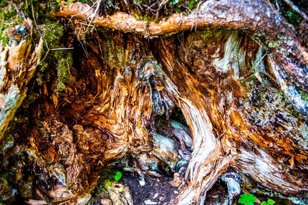 意大利贝鲁诺Cortina Ampezzo附近森林里一个扭曲的树干的密闭 — 图库照片