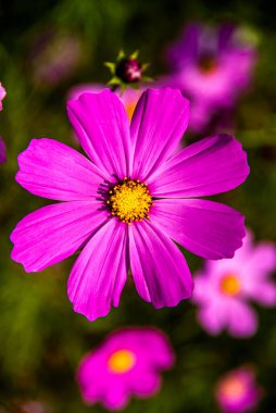 Cosmos Bipinnatus 'a yakın Cortina D' Ampezzo vadilerinde, Belluno, İtalya