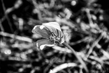 Cortina D 'Ampezzo vadilerindeki Crocus Nudiflorus' a yaklaş, Belluno, İtalya