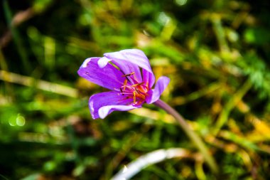 Cortina D 'Ampezzo vadilerindeki Crocus Nudiflorus' a yaklaş, Belluno, İtalya