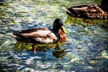 Cortina D 'Ampezzo, Belluno, İtalya' daki Ghedina Gölü 'nün berrak sularında ördekler yüzer.