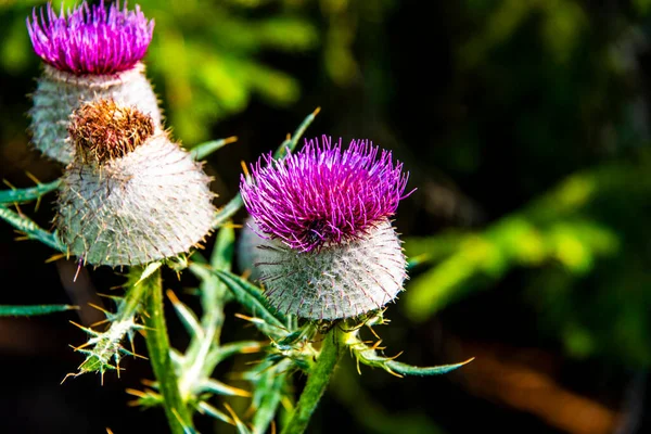 Close Cirsium Eriophorum Nos Vales Cortina Ampezzo Belluno Itália — Fotografia de Stock