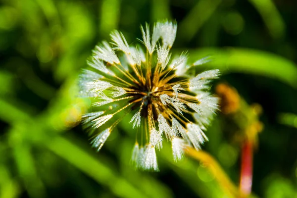 Close Dandelion Frost Valleys Cortina Ampezzo Belluno Italy — стоковое фото