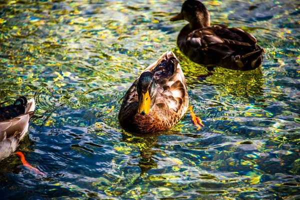 Patos Nadan Las Aguas Cristalinas Del Lago Ghedina Cortina Ampezzo — Foto de Stock