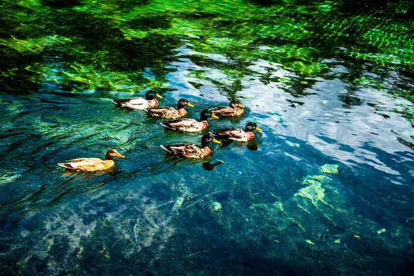 Kachny Plavou Křišťálově Čisté Vodě Jezera Ghedina Cortina Ampezzo Belluno — Stock fotografie