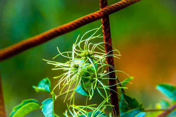 Close Του Κλεμάτη Βιτάλμπα Φωτογραφήθηκε Καταπράσινο Δάσος Του Σέστρι Λεβάντε — Φωτογραφία Αρχείου