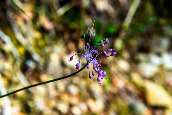 Zbliżenie Allium Carinatum Wokół Sestri Levante Genua Liguria Włochy — Zdjęcie stockowe