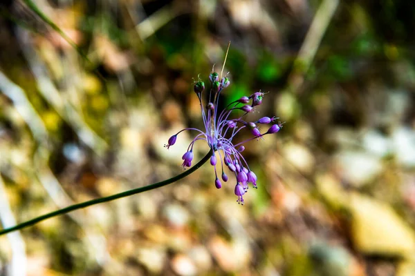 Primer Plano Allium Carinatum Alrededor Sestri Levante Génova Liguria Italia — Foto de Stock