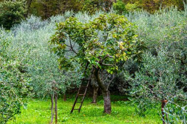 Castegnero, Vicenza, Veneto, İtalya etrafındaki tepelerde zeytin ağaçları arasında tahta merdivenli incir ağacı.