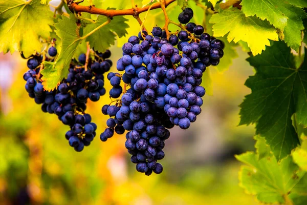 Close Bunches Grapes Autumn Castegnero Vicenza Veneto Italy — Stock Photo, Image