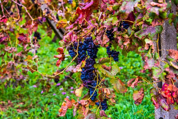 Закрытие Гроздей Винограда Осенью Кастеньеро Виченца Италия — стоковое фото