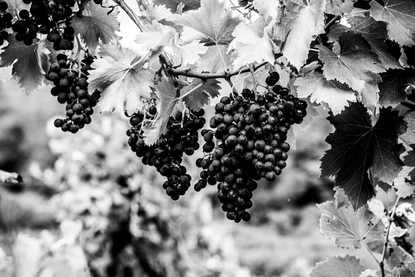 Close Cachos Uvas Outono Castegnero Vicenza Veneto Itália — Fotografia de Stock