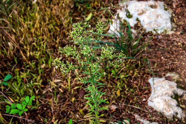 Zbliżenie Erigeron Floribundus Wzgórzach Wokół Castegnero Vicenza Veneto Włochy — Zdjęcie stockowe