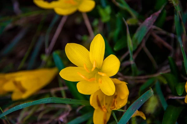 Κλείσιμο Της Sternbergia Lutea Στους Λόφους Γύρω Από Castegnero Vicenza — Φωτογραφία Αρχείου