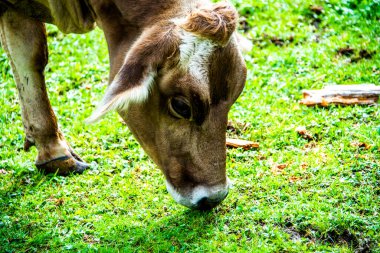 Caltrano, Vicenza, Veneto, İtalya 'da ot yiyen inekleri kapatın.