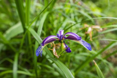 Mor taç yaprakları ve yeşil çimenlerin arasındaki çizgili detaylarla Iris Graminea çiçeğinin yakın çekimi. Vahşi bahar, doğal güzelliği ve biyolojik çeşitliliği sembolize eder..