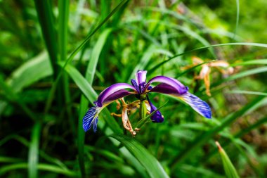 Iris Graminea 'nın canlı mor yaprakları ve yabani otların arasındaki çizgili detaylarıyla makro çekimi. Baharın sembolü, doğal güzellik, biyolojik çeşitlilik ve vahşi bitki örtüsü..