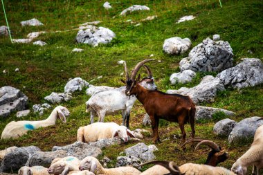 Büyük boynuzlu keçiler ve kayalık dağ otlaklarında otlayan koyunlar. Kırsal yaşam kavramı, alp çiftçiliği, gelenek ve çiftlik hayvanlarının doğayla bir arada yaşaması.