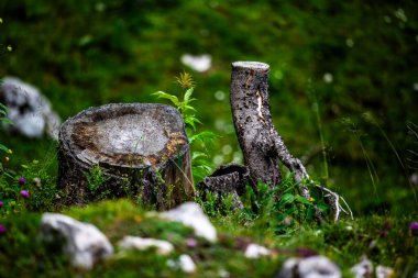 Alp çayırlarındaki ağaç kütüklerine yakın plan. Çimenler ve bitkiler yetişiyor. Doğa döngüsü, esneklik, ormancılık ve çevre bilinci kavramı.