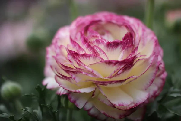 Bloemblaadjes Botanische Uitlaat — Stockfoto