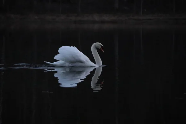 Swan Круиз Швеция — стоковое фото