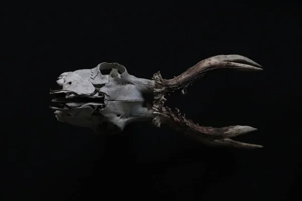 Trovato Cranio Cervo Svezia — Foto Stock