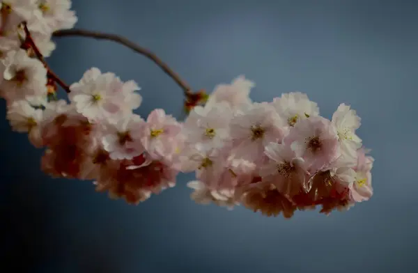 Apple Blossom Tree Branch — Stockfoto