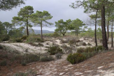 Troia'daki çam ormanı