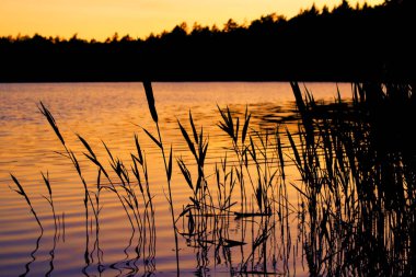 Gün batımında sazlık ve göl