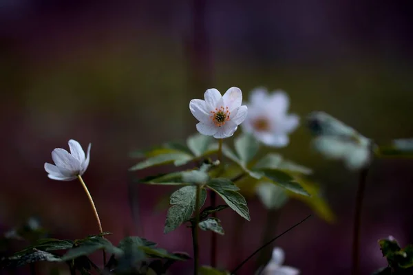 Anemone Hepatica Forest — Stock Photo, Image