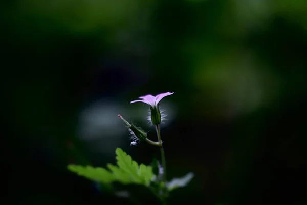 黑暗森林中的点亮植物 — 图库照片