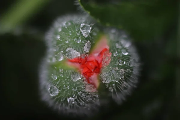 Dew Drops Poppy Bud — Stock Photo, Image