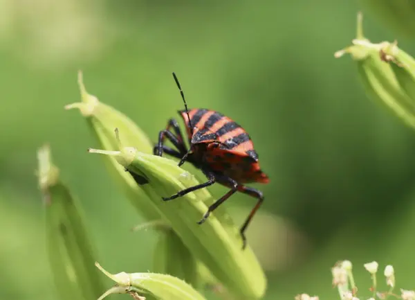 Bug on a green leaf