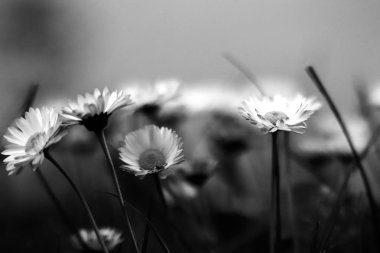 Tek renkli çiçek yatağı